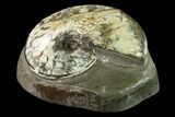 Fossil Ammonite (Planticeras) in Rock - South Dakota #143839-1